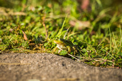 A beautiful common green water frog enjoying sunbathing in a natural habitat at the forest pond. 