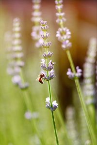 Close-up of bee on lavenders blooming outdoors