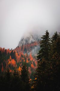 Scenic view of forest against sky during autumn