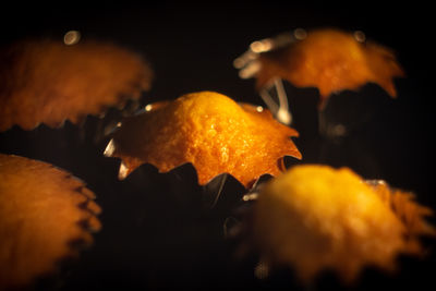 Close-up of orange leaf in water