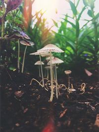 Plants growing in sunlight