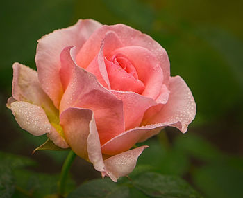 Close-up of pink rose