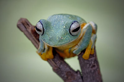 Close-up of frog