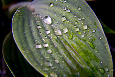 Close-up of raindrops on leaf