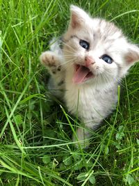 Close-up portrait of a cat lying on grass