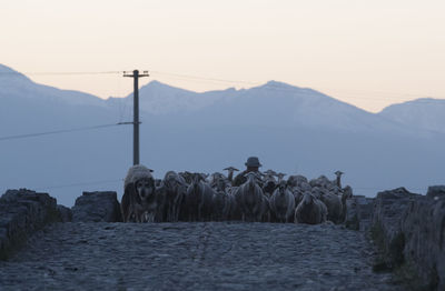 A shepherd with his herd of sheep in the kosovo