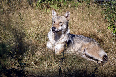 Portrait of dog on field