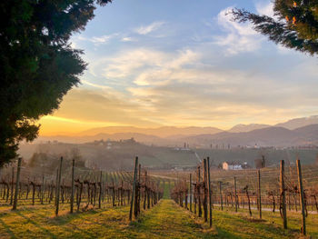 Scenic view of field against sky during sunset