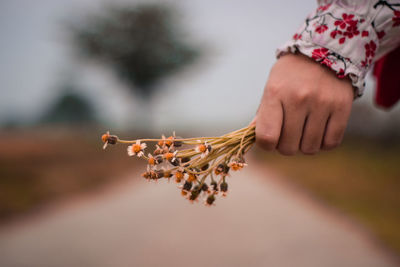 Close-up of hand holding plant