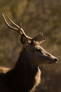 Close-up of deer