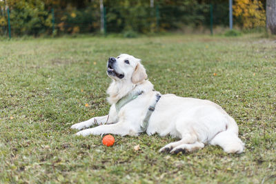 Golden retriever pale young dog is running on the grass