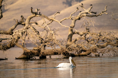 White pelican floating on reservoir in front of sunken tree log