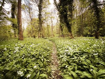 Scenic view of flowering trees in forest