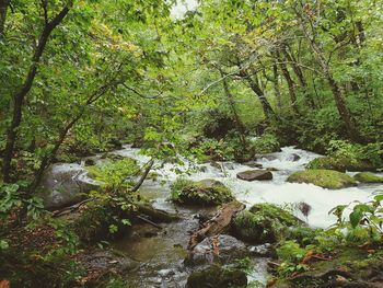 River flowing through forest