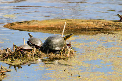 View of crab on beach