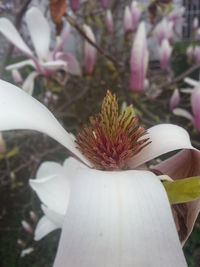 Close-up of white flowers blooming outdoors