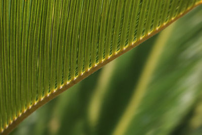 Close-up of green leaves