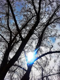 Low angle view of tree against sky