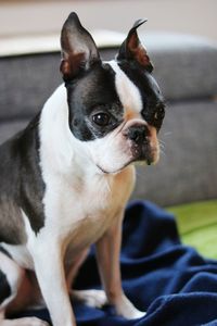 Portrait of dog sitting on sofa at home