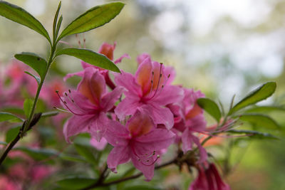 Close-up of pink flowers
