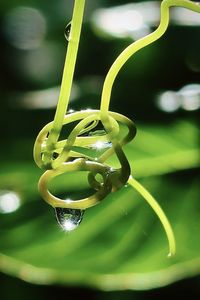 Close-up of water drop on leaf