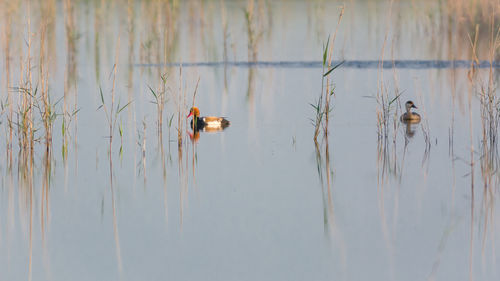 View of ducks swimming in lake