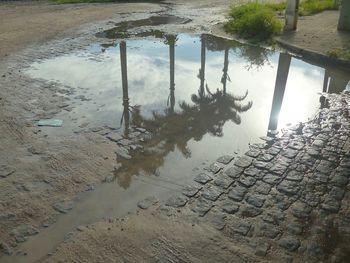 Reflection of trees in puddle