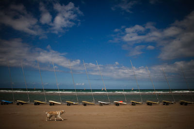 Dog on beach against sky