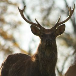 Close-up portrait of deer