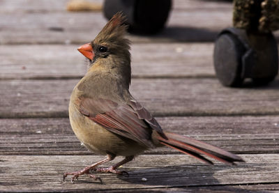 Close-up of bird perching on wood