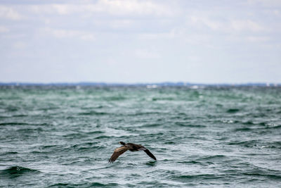 Bird flying against sera and sky