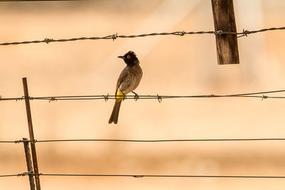 Low angle view of birds perching on cable against sky