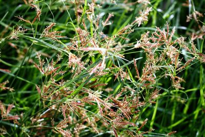 Close-up of plant growing on field