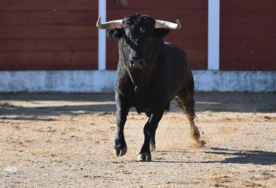 Full length of a horse running on field