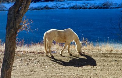 Side view of a horse on field