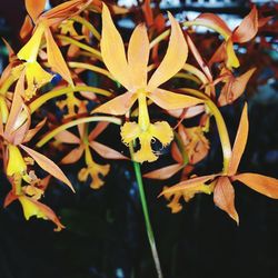 Close-up of leaves