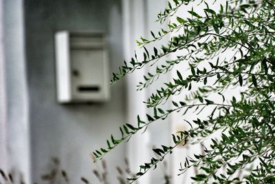 Leaves growing against house