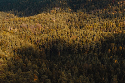 Pine trees in forest during autumn