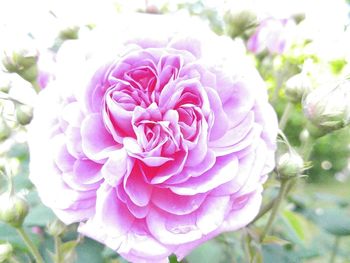 Close-up of pink rose