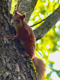 Close-up of squirrel on tree trunk