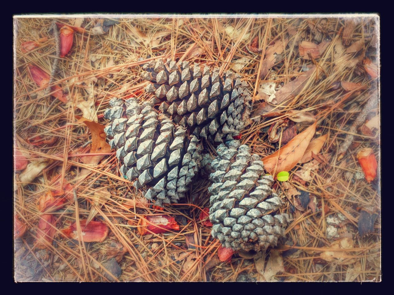 transfer print, auto post production filter, food and drink, healthy eating, food, fruit, large group of objects, abundance, close-up, agriculture, growth, ripe, freshness, pine cone, stack, high angle view, no people, field, nature, still life