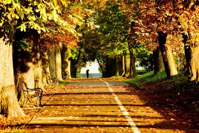 Sidewalk amidst trees during autumn