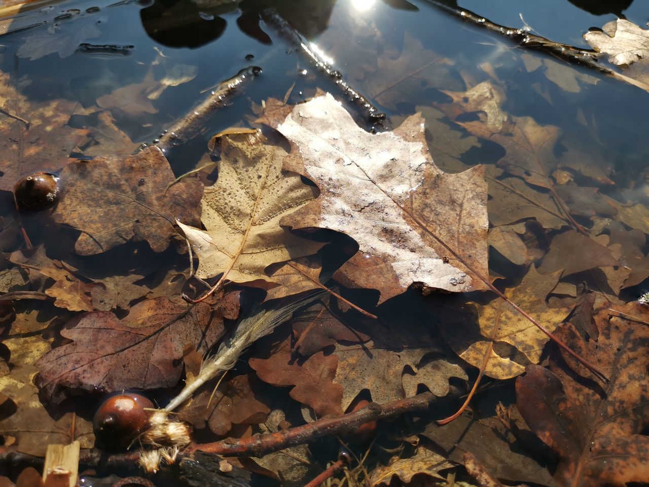 HIGH ANGLE VIEW OF DRY MAPLE LEAVES ON WATER