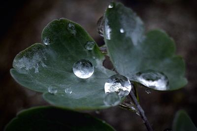 Close-up of wet plant