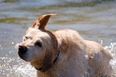 Close-up of wet dog splashing water