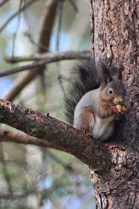 Squirrel on tree