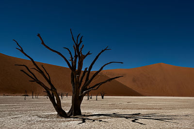 Dead tree in deadvlei valley in namib desert