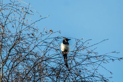 Low angle view of bird perching on branch against clear sky