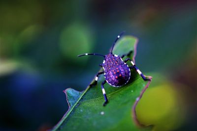 Close-up of insect on leaf