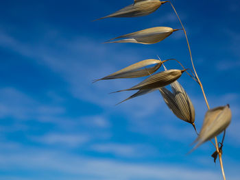 Low angle view of leaves against sky